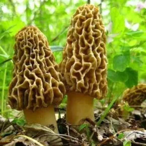 🍄 Grow Kit- MOREL Mushroom- Guaranteed! - Picture 2 of 10